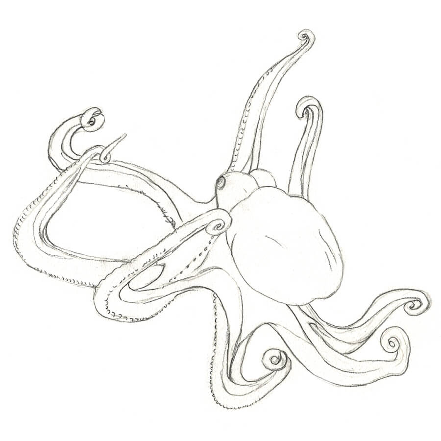 Octopus pen sketch | Octopus illustrations and drawings | Sea Life Art