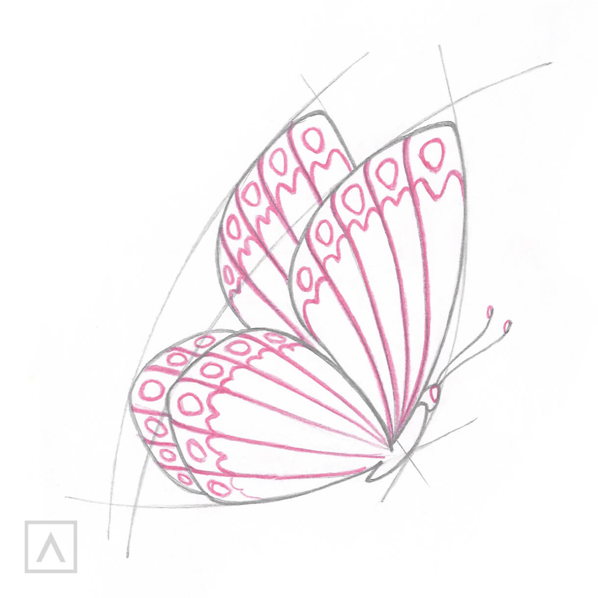 how to draw a simple butterfly step by step