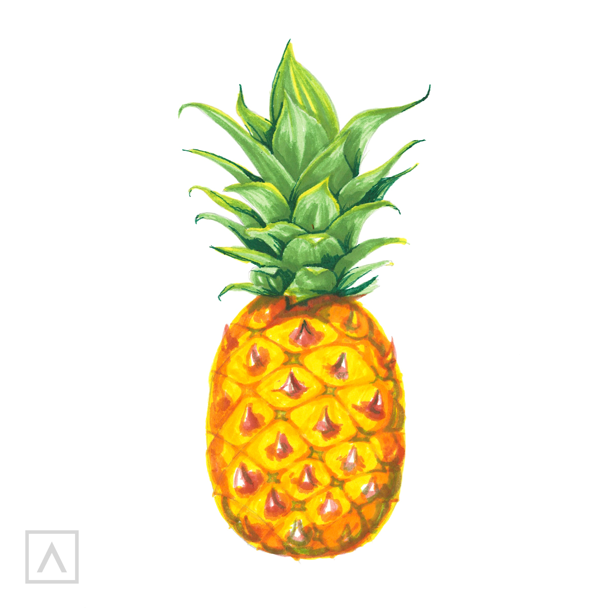 Vector hand drawn Pineapple outline doodle icon. Pineapple sketch  illustration for print, web Stock Vector Image & Art - Alamy