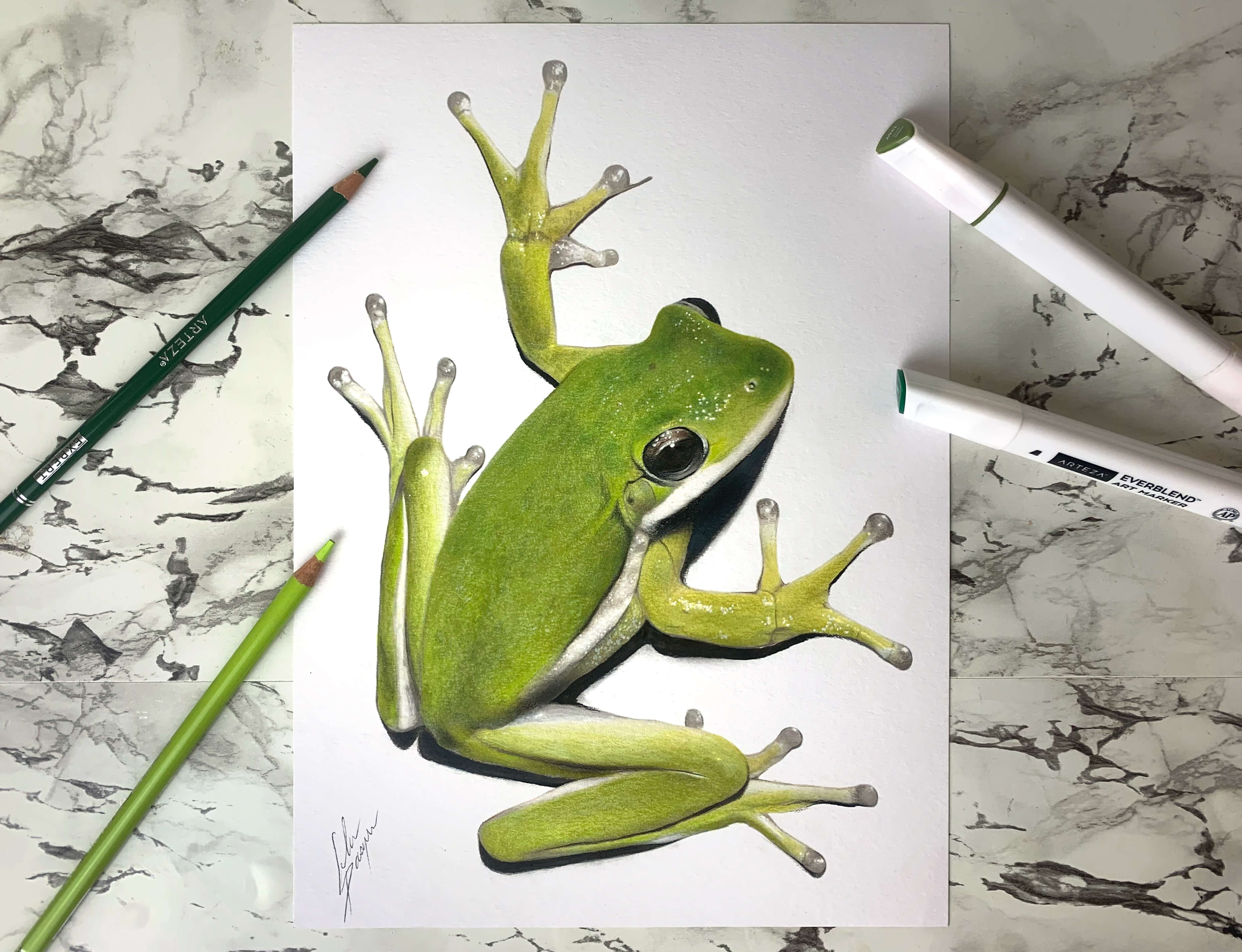 how to draw a realistic frog