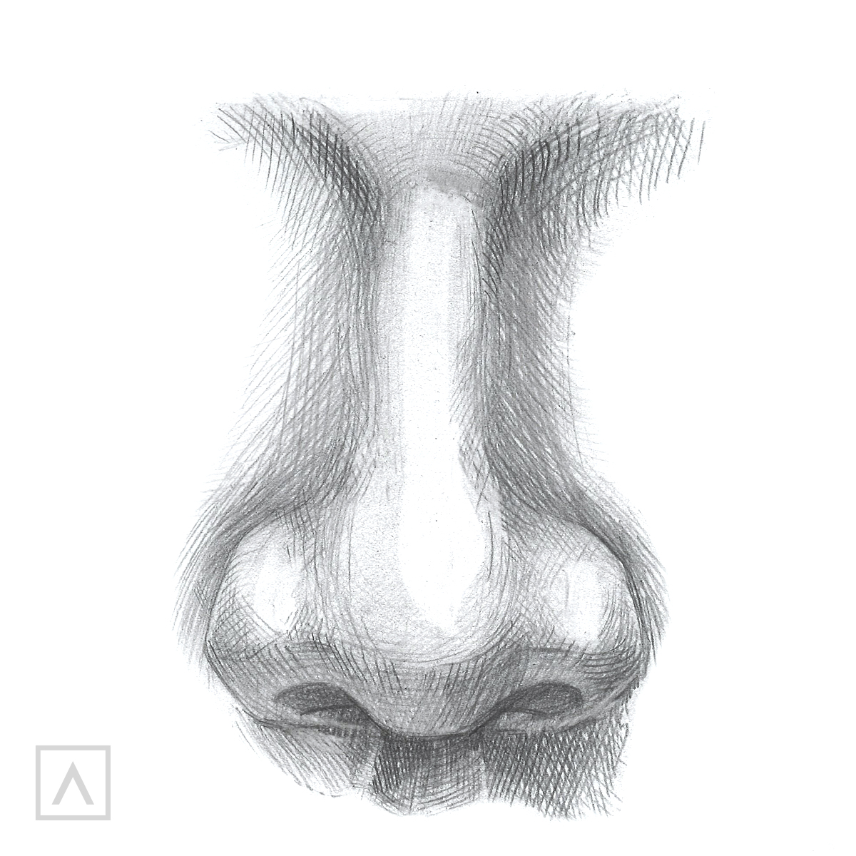 Drawing A Nose Step By Step - Nevue Fine Art Marketing