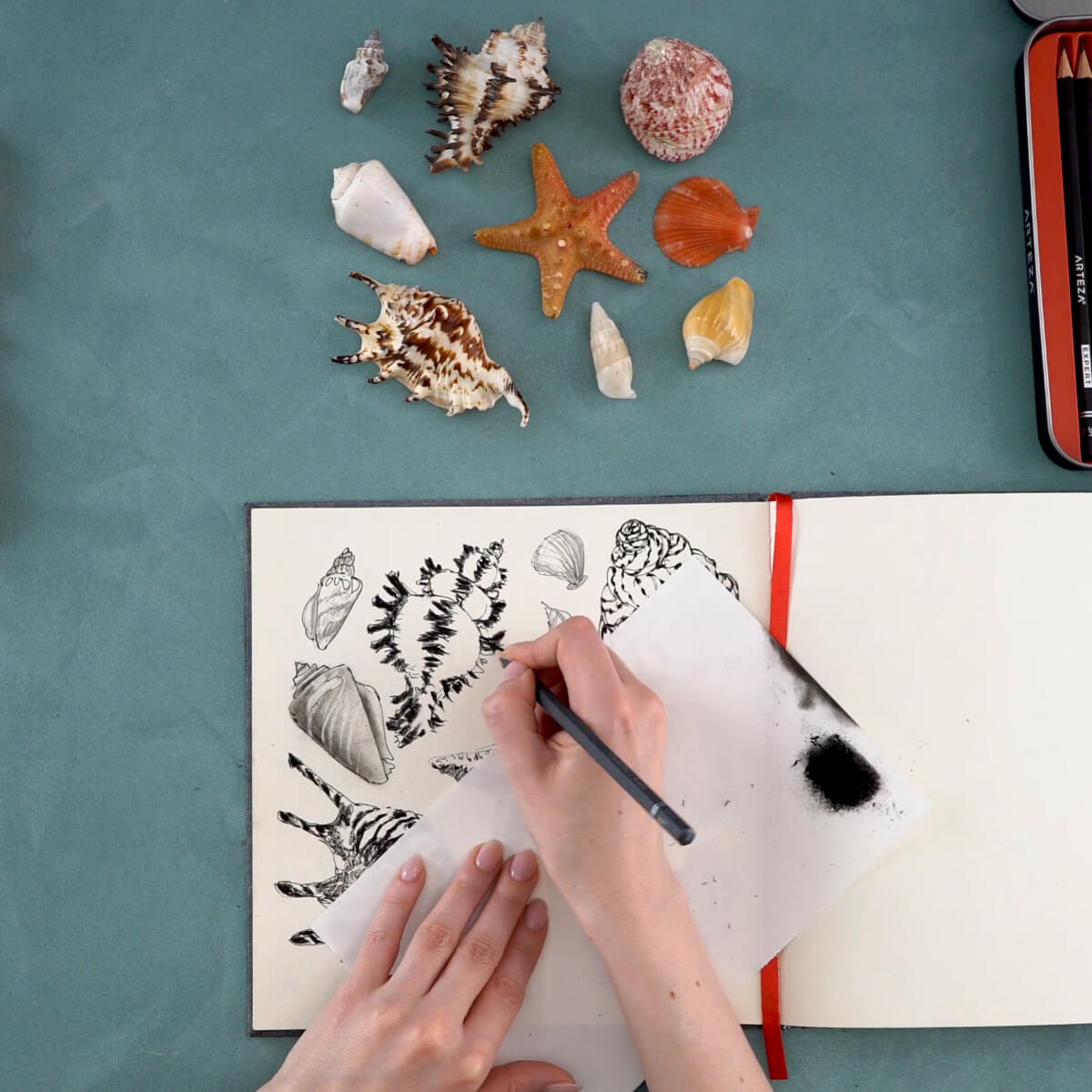 Drawing Seashells with Watercolor Pencils