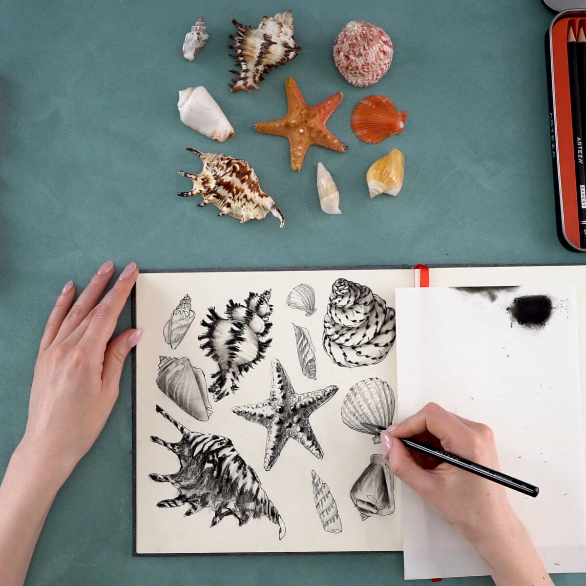 seashell pencil drawings