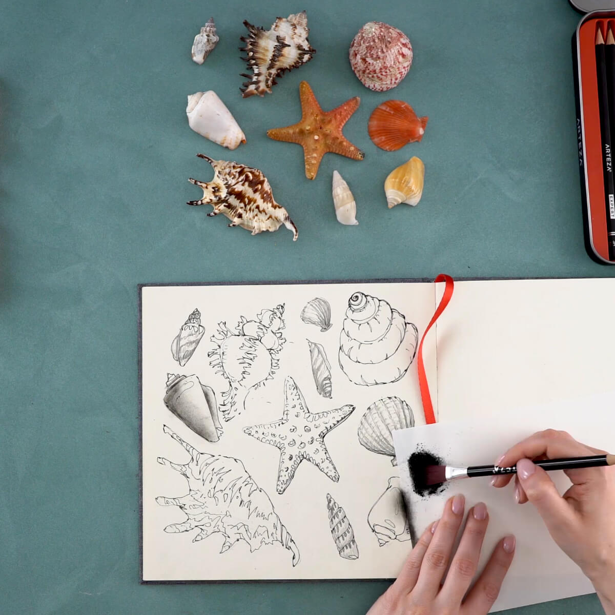 seashell drawing step by step