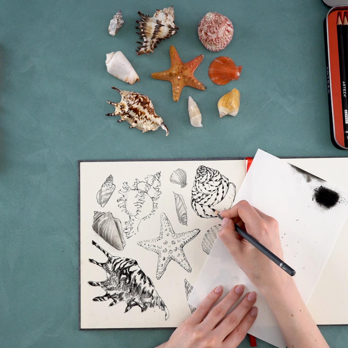 Seashell Drawing Using Arteza Drawing Pencil Set | Arteza Camp Day 4 ...