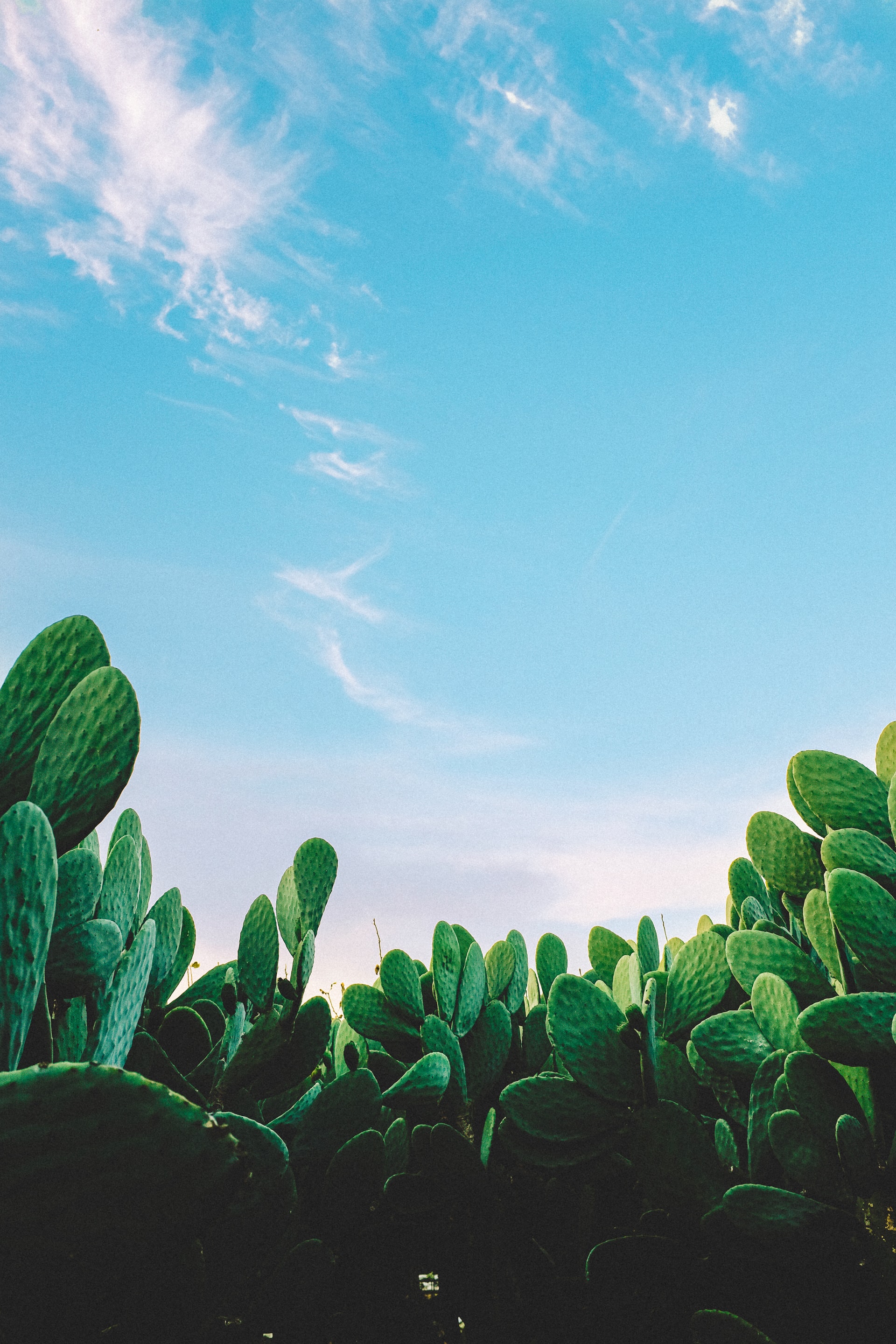 Mexican Cactus