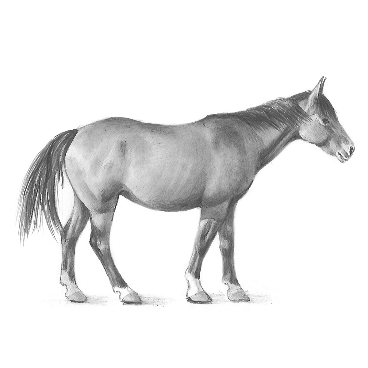 Image of a horse