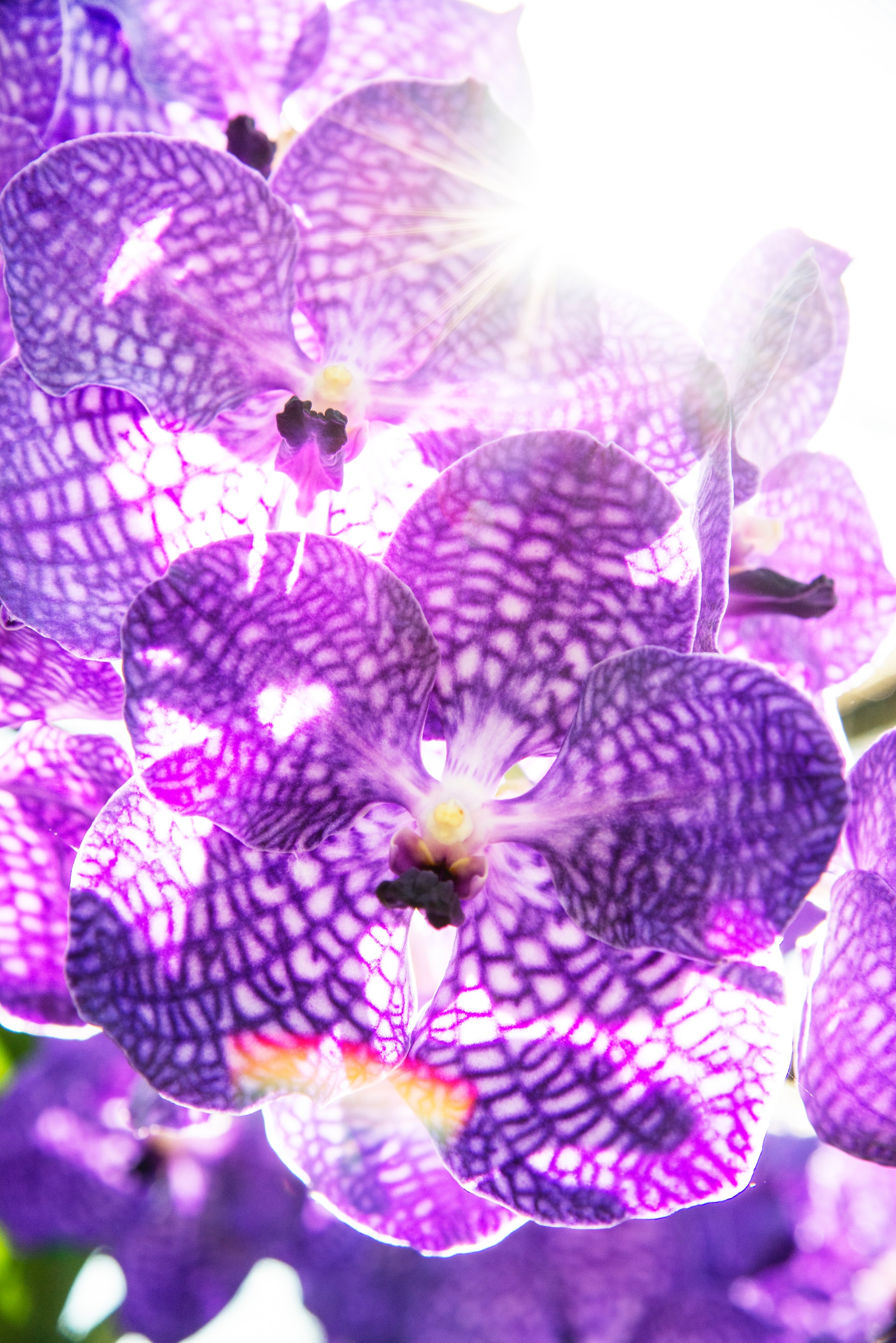 Orchid