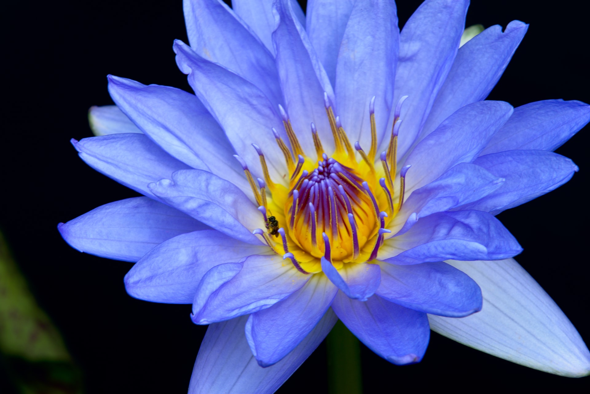 Blue lotus